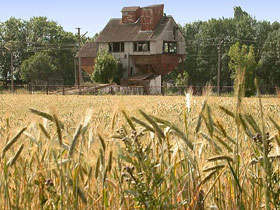 Пшеница. Фото: photographer.ru