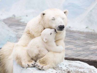Белые медведи. Фото: Научная Россия